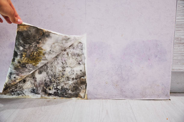 Best Mold Removal Process  in Genoa City, WI